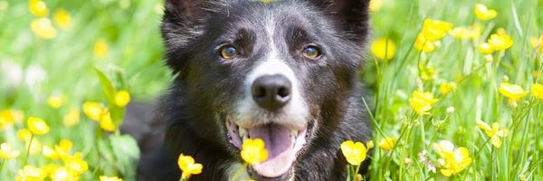 RainbowRehoming Profile Banner