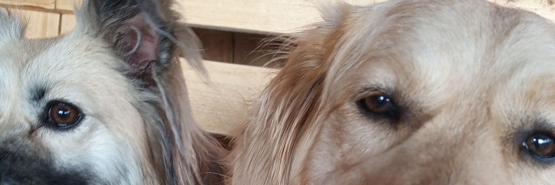 Benjamin Magira banner