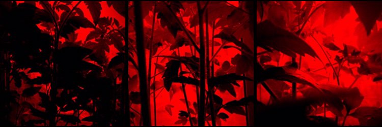 emarchiel's profile banner image