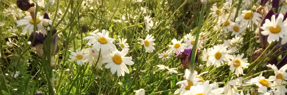 PamelaReid4's profile banner image