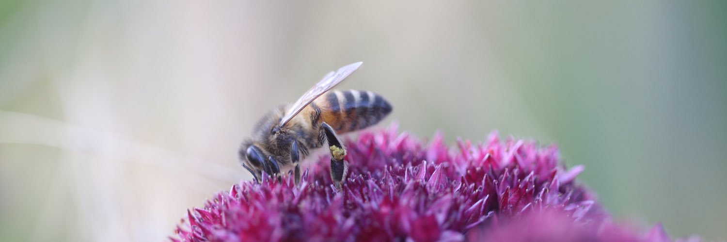 Rachael Baker banner