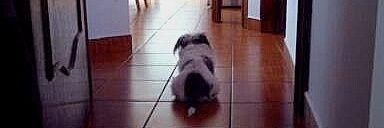 Whosthedog's profile banner image