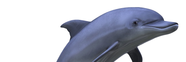 basilistico's profile banner image