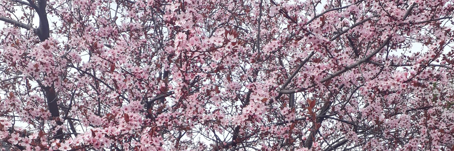 jeny_ky's profile banner image