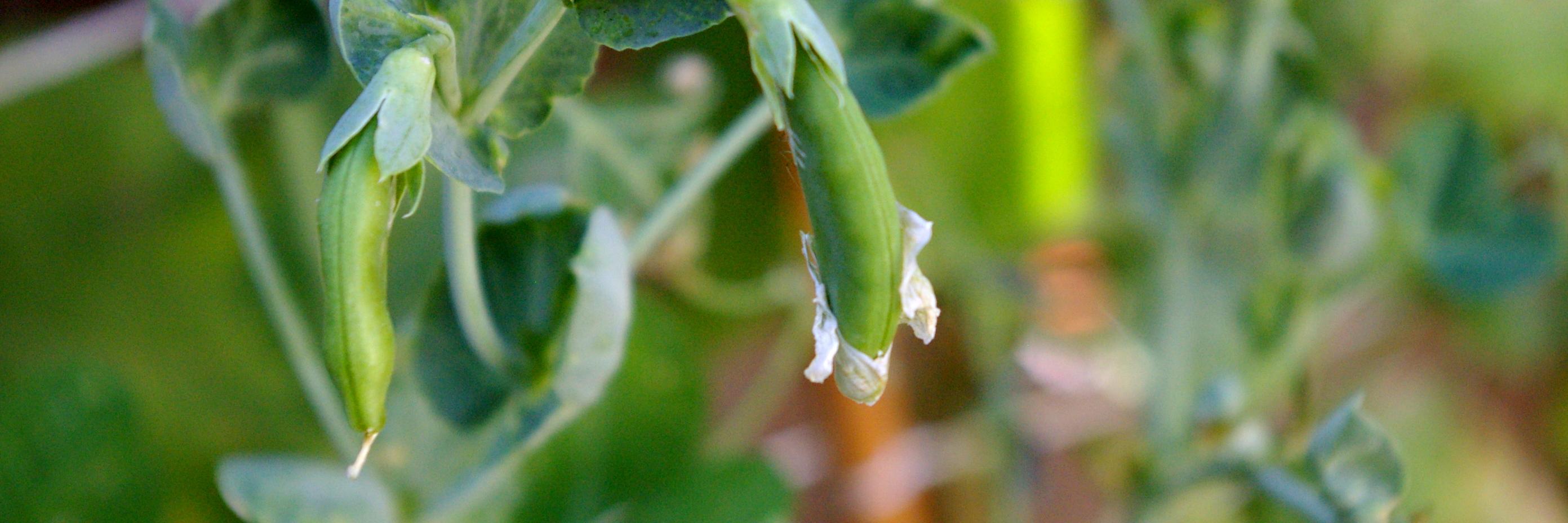 ABFoodPolicy's profile banner image