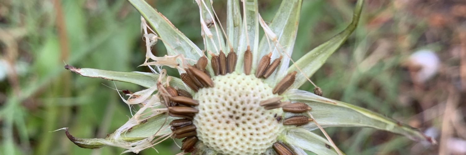 Róisín Elsafty banner