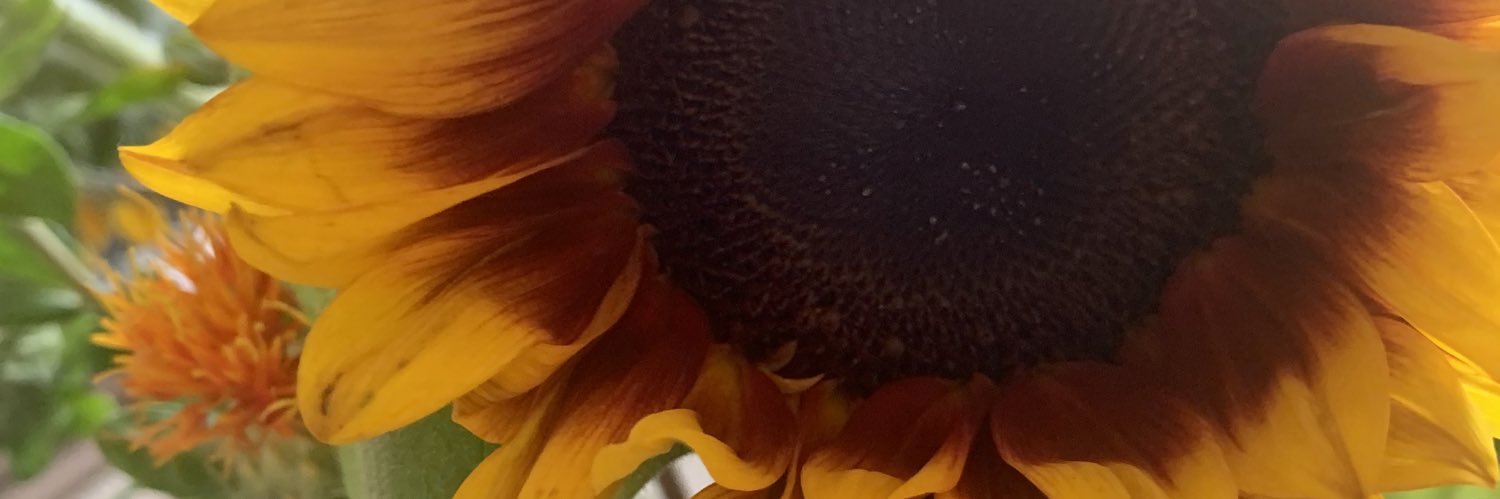 WindylaQuine's profile banner image