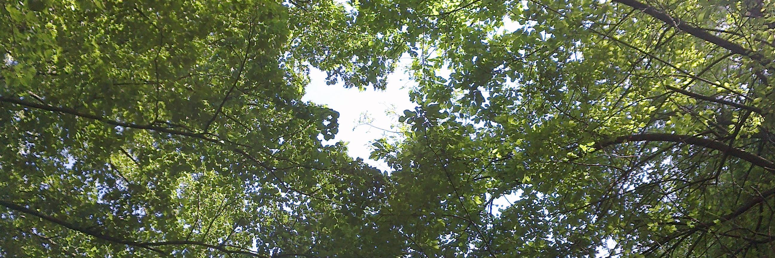 Antonio Picco banner