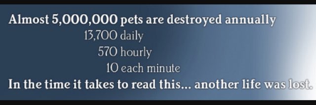 CatsMeowith's profile banner image