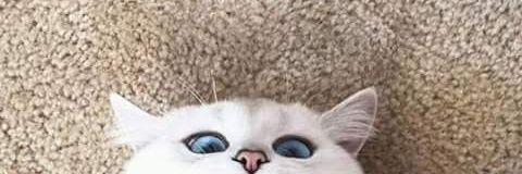 inurnadzai's profile banner image