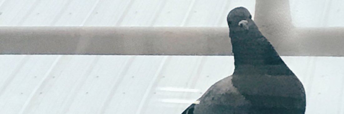 bernisinn's profile banner image