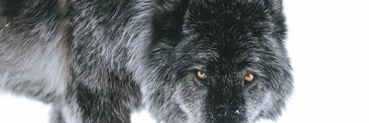 Alvayero_Ron's profile banner image