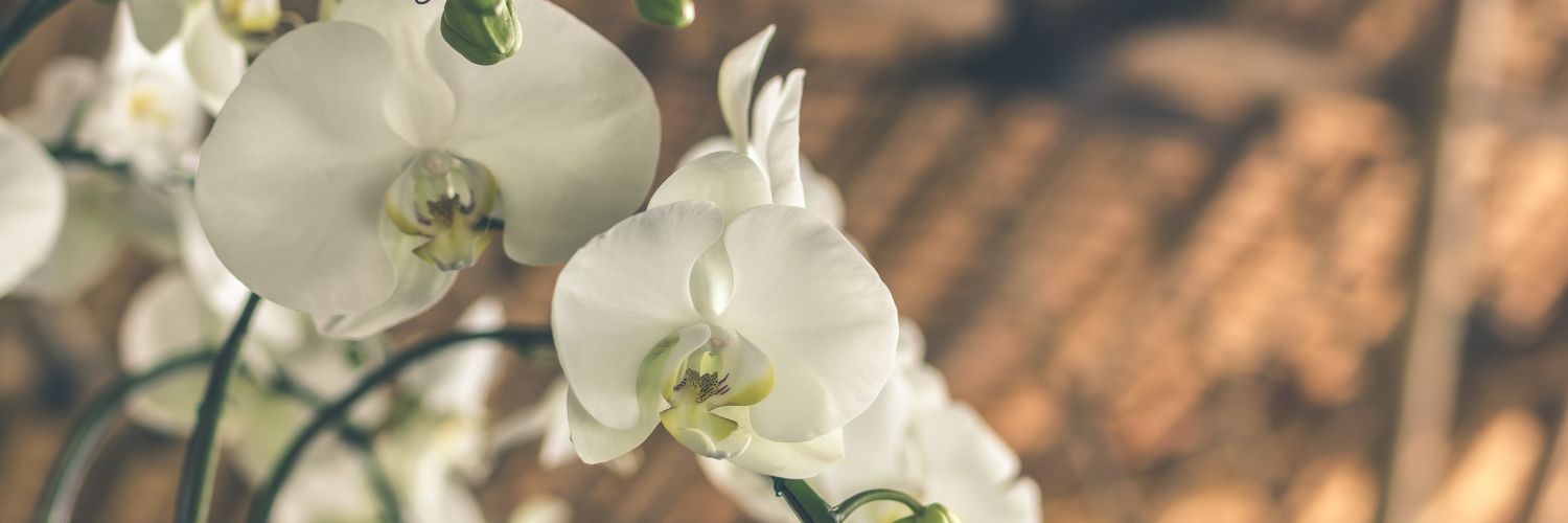 Fabiolapt1's profile banner image
