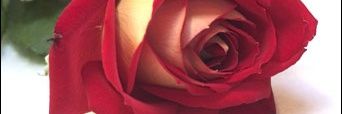 makeupfromsassy's profile banner image