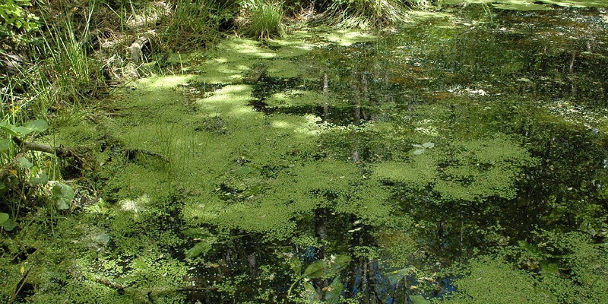 Botanical City banner