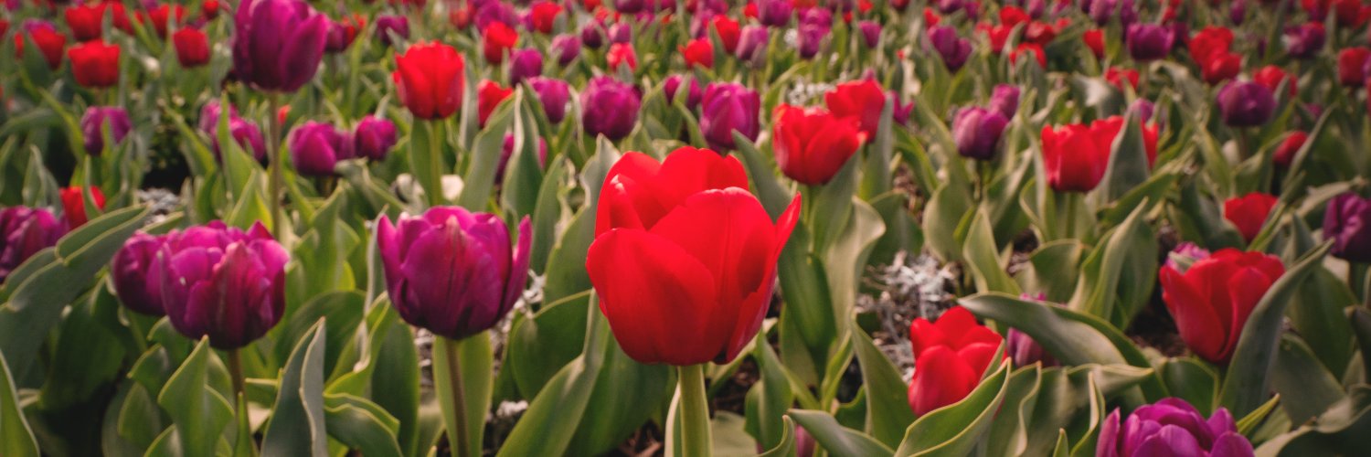 URSpiderNetwork banner