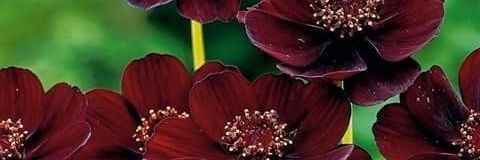 aemad_24's profile banner image