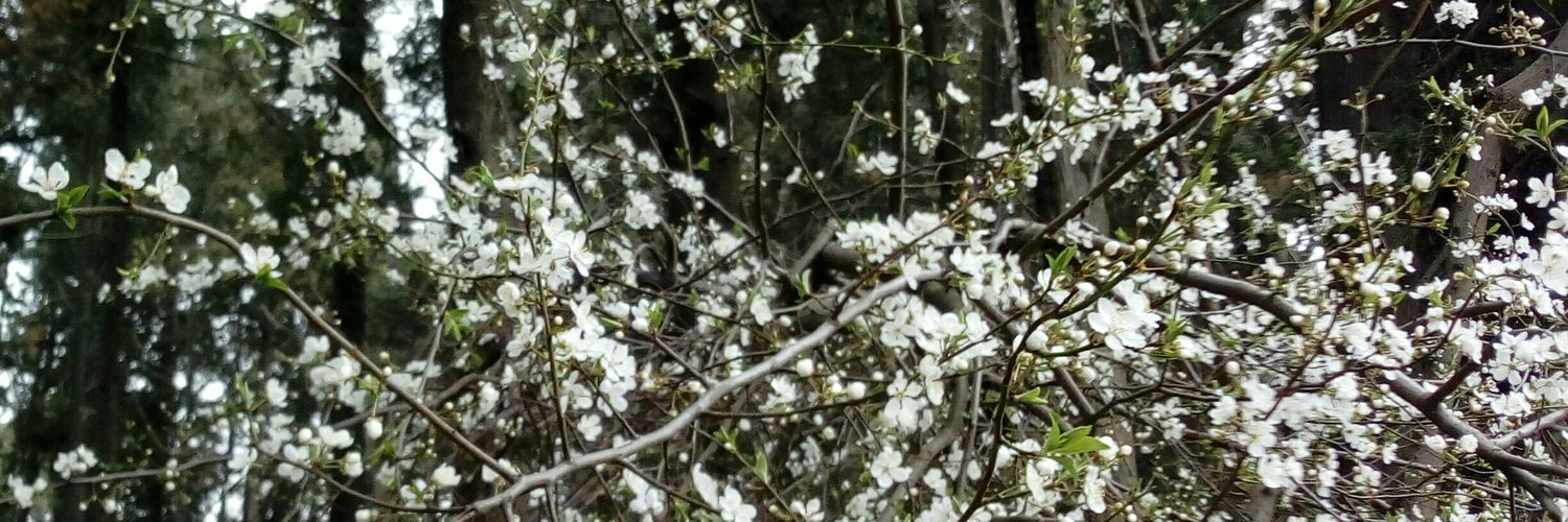 akisesimsek's profile banner image