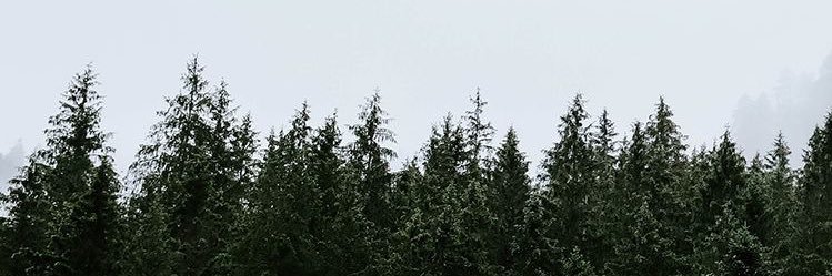 taylorstephens's profile banner image
