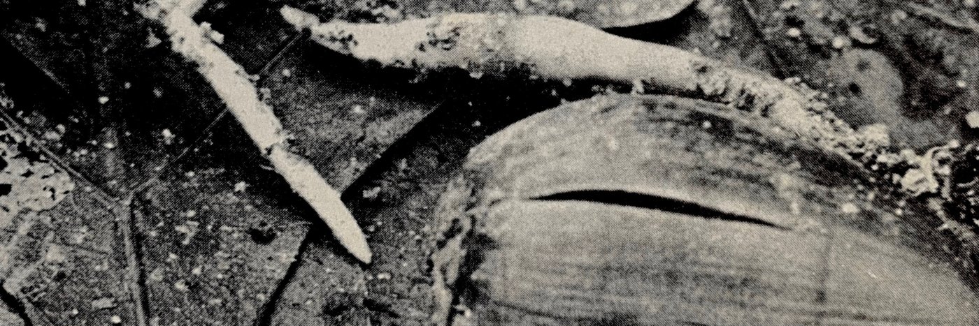 le_pateau's profile banner image