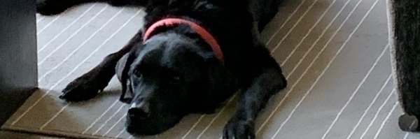 donarobbo Profile Banner