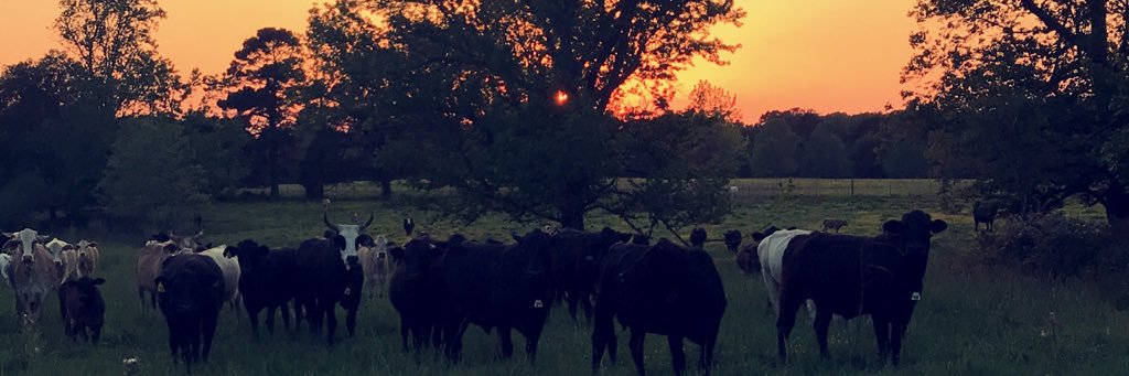 AbbyLayne12's profile banner image