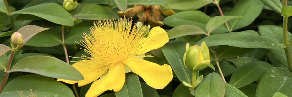 keeley_hatch Profile Banner