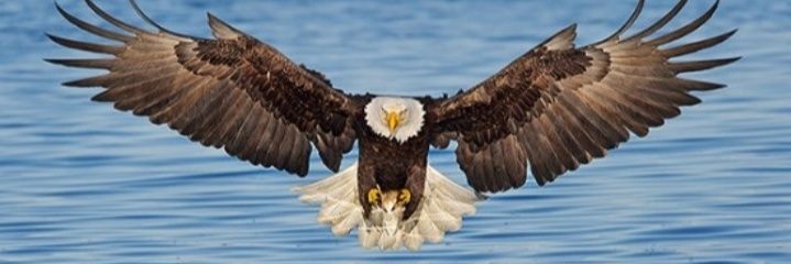 Elbledey's profile banner image
