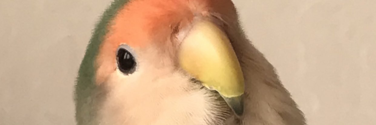Lovelybird415's profile banner image