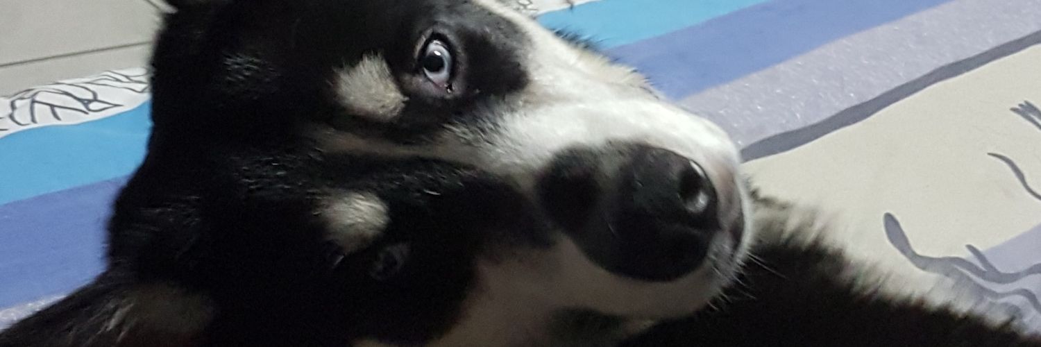 Lawleise's profile banner image