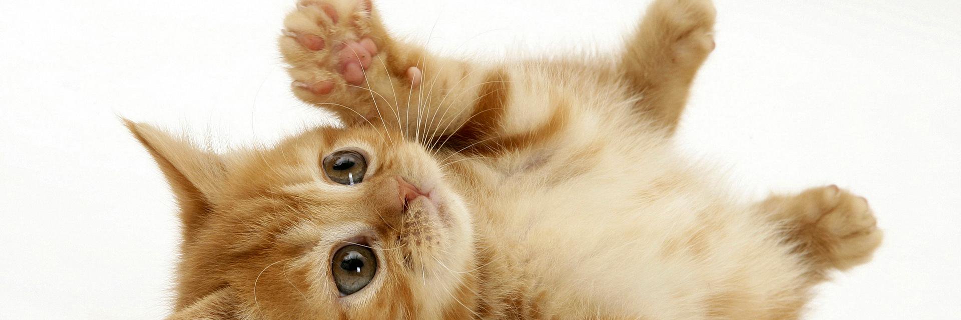 FelineTrends's profile banner image