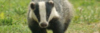 Badgers Class banner