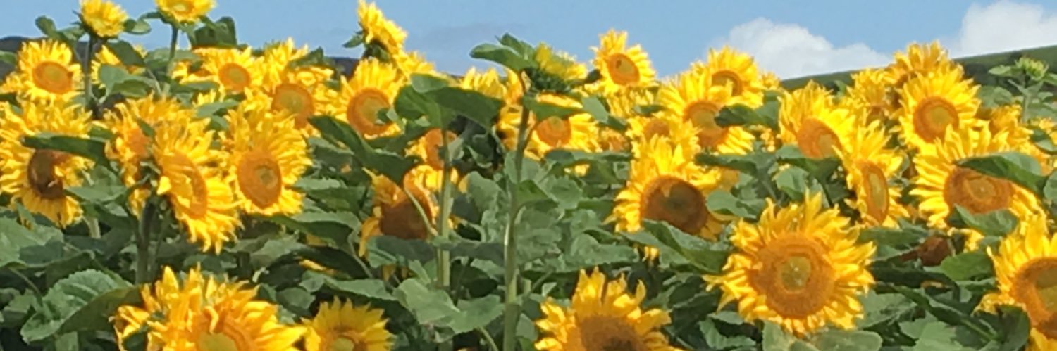 daveslate's profile banner image