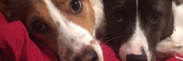 Tessa_3's profile banner image