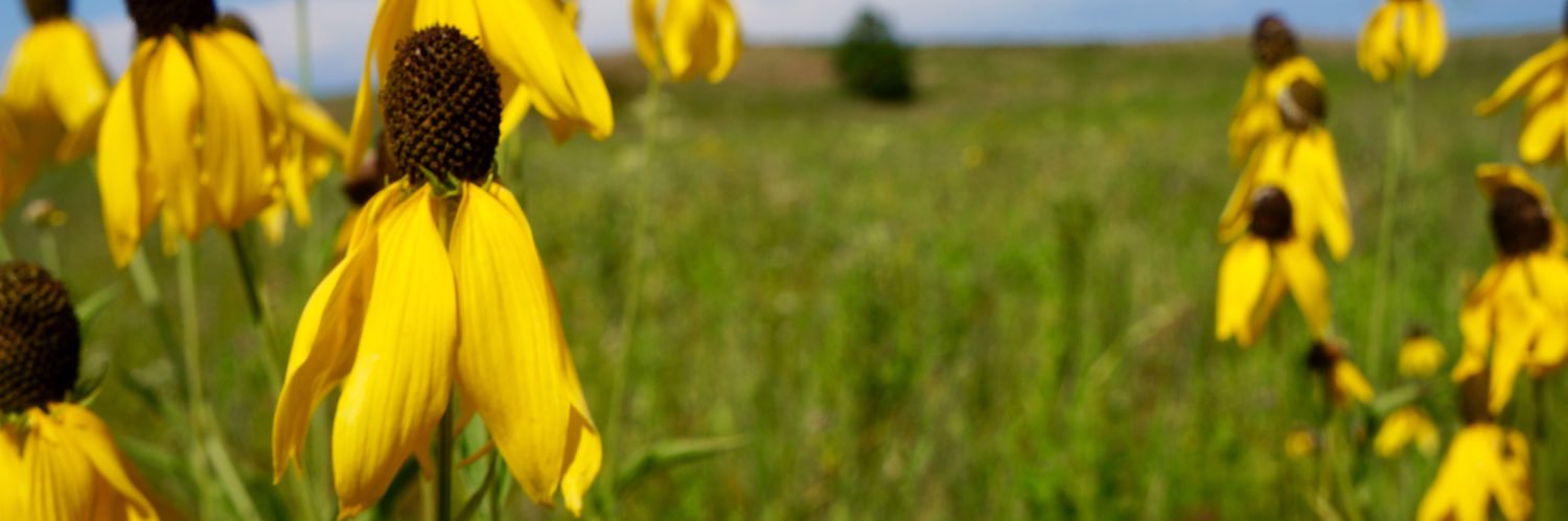 CEFifield's profile banner image