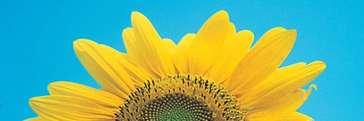 Kathy Manelis banner