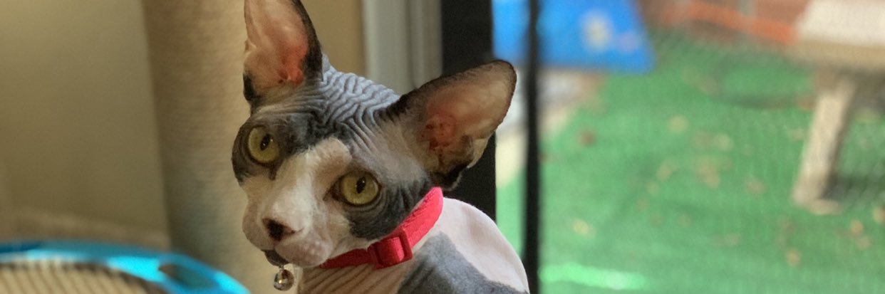 sphynxtercat's profile banner image