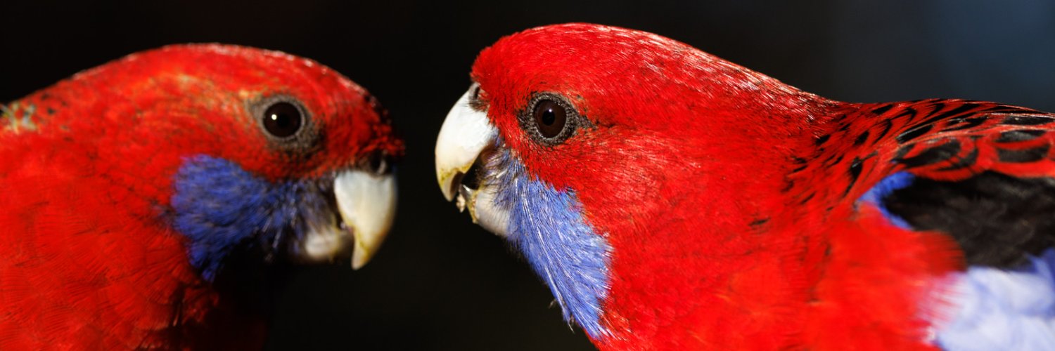 David C. Simon banner