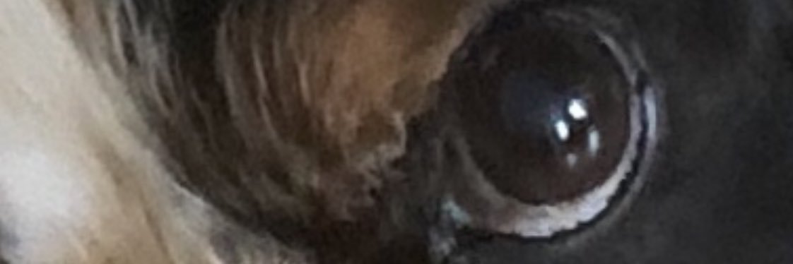 Bean banner