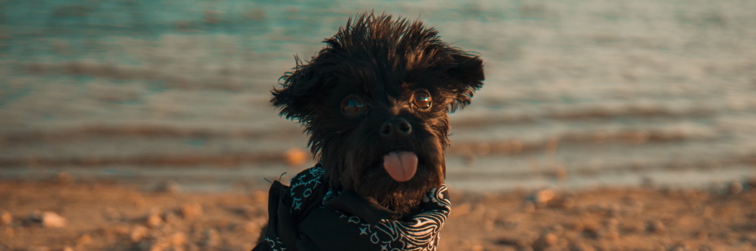 SydneePea's profile banner image