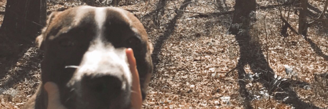 Hollie Carter banner