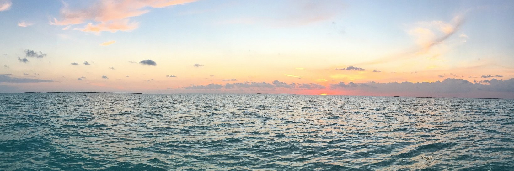 evymitchellwolf's profile banner image