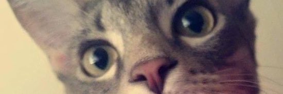 lizzienicoleb's profile banner image