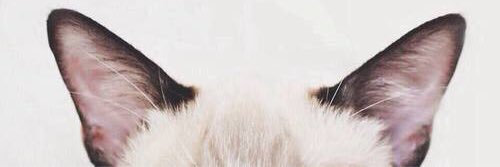 ariannacolettee's profile banner image