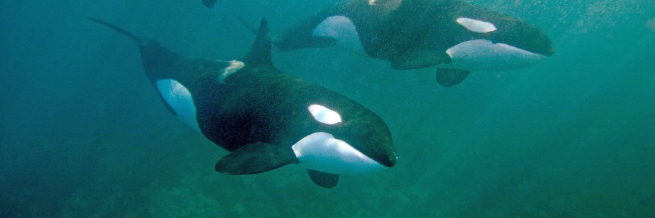 Dr Ingrid N. Visser (PhD) banner