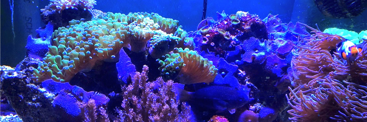 Fabian Flores banner