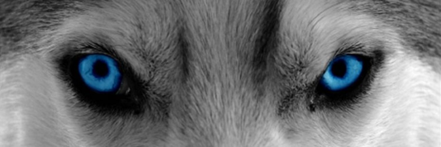 Bilbo McWolfstein 💥 💥 🐺 Alpha Trading 🐺 banner