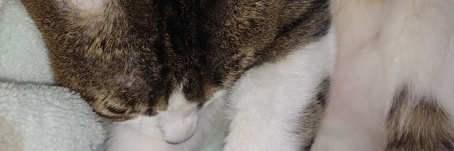 stephgbright's profile banner image
