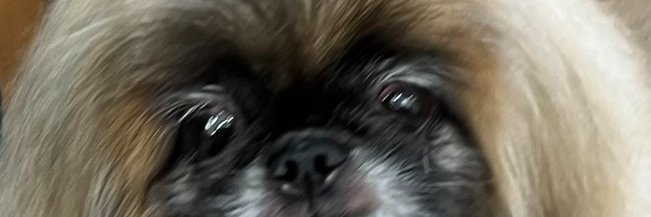 一条さゆり banner