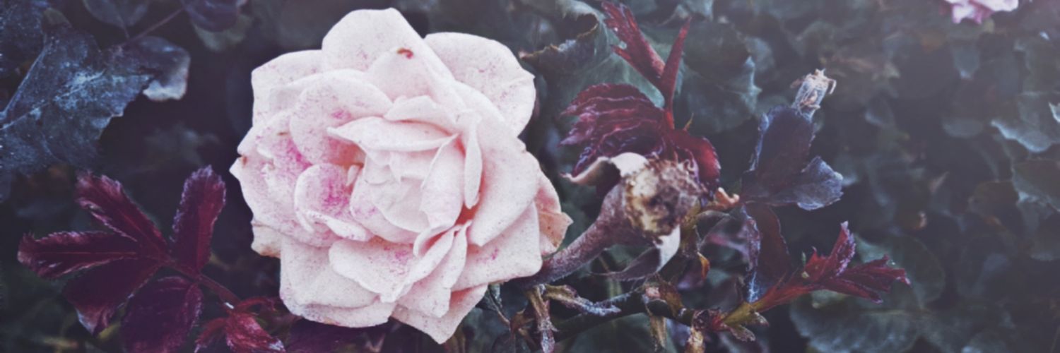_Mi_ banner